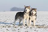ALASKAN MALAMUTE 089